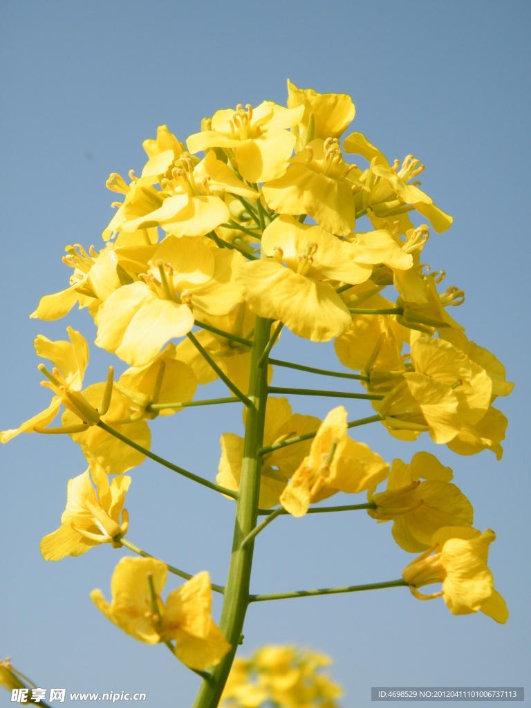油菜花