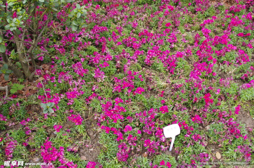 杭州西溪花朝节
