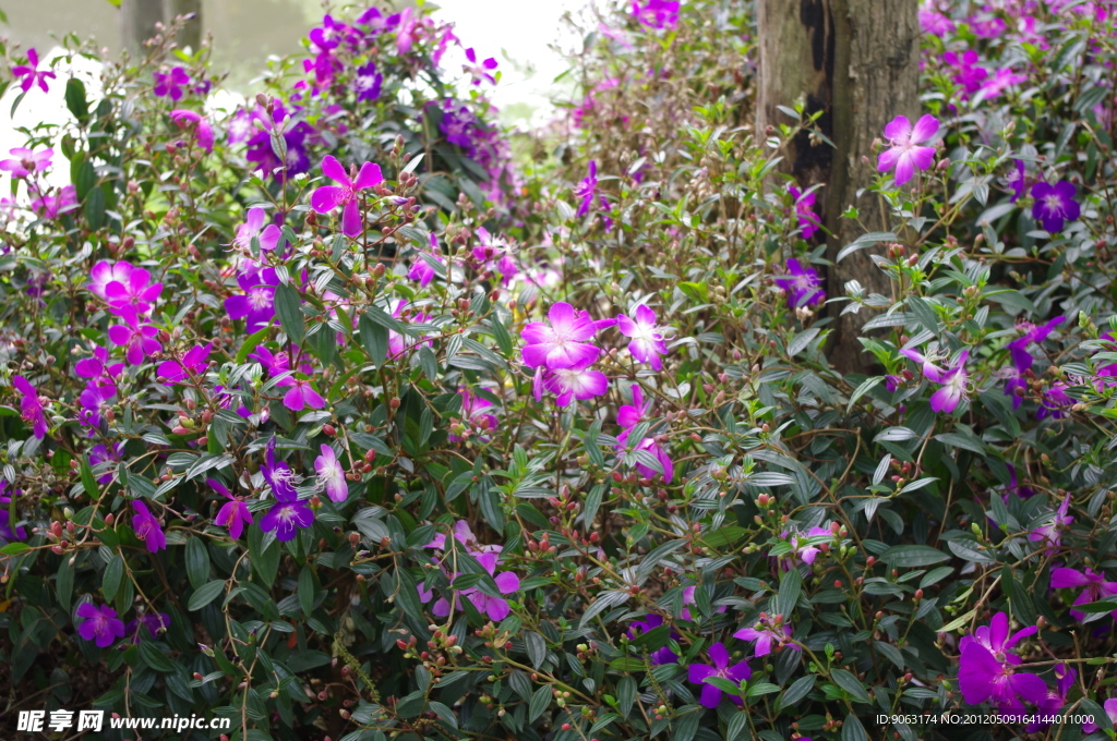 杭州西溪花朝节