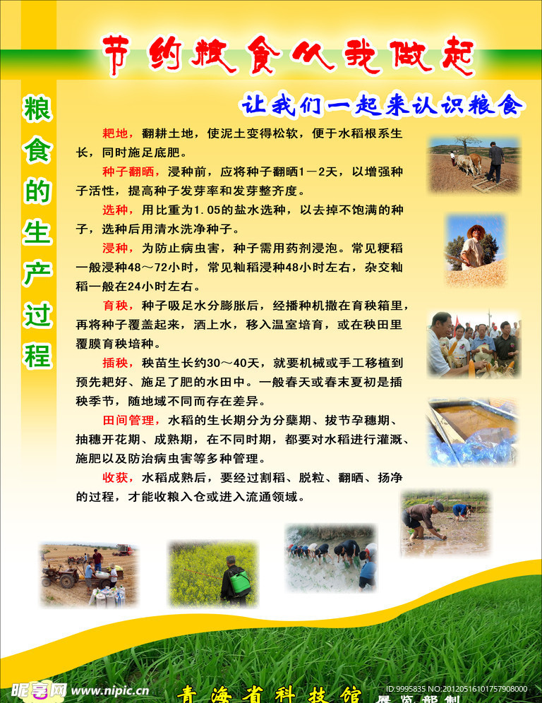 节约粮食从我做起