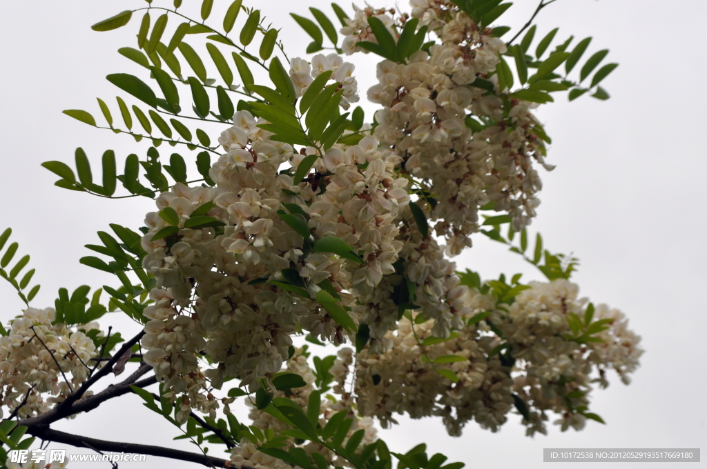 槐花