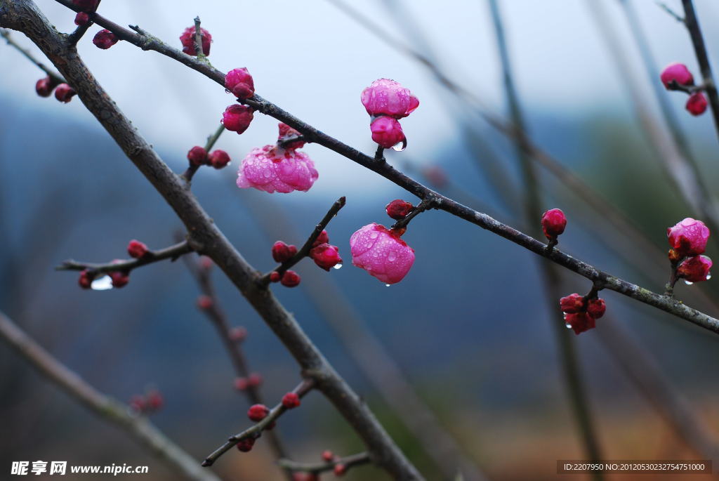 梅花