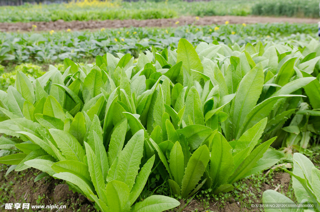 青菜 油脉菜