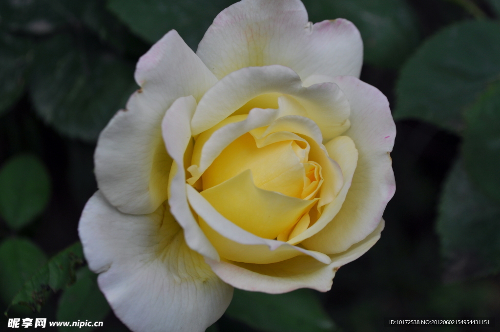 月季花