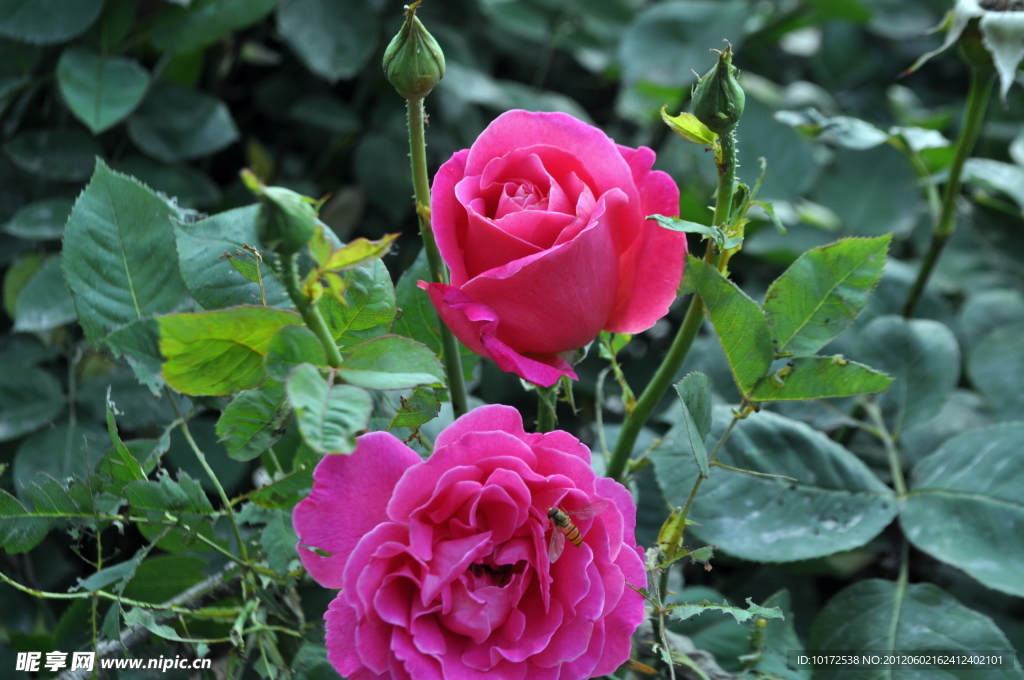 月季花