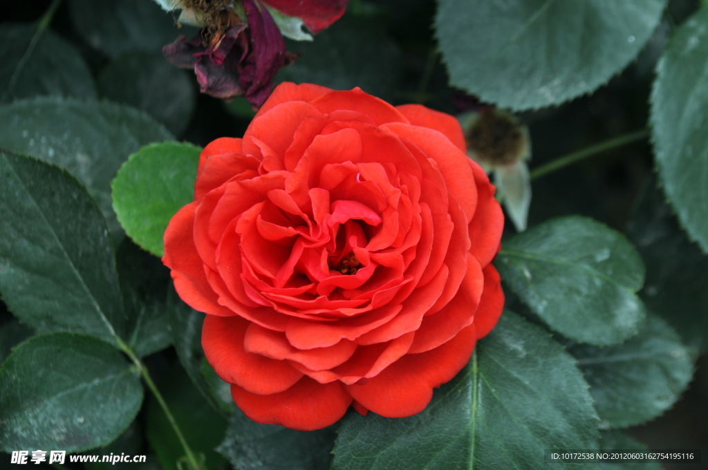 月季花