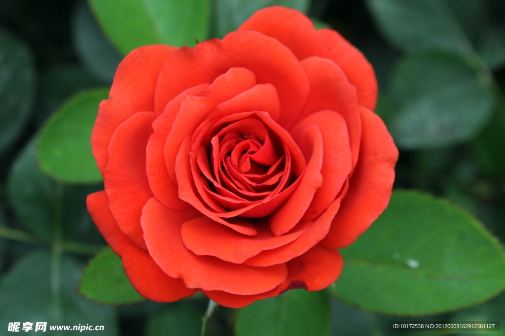 月季花