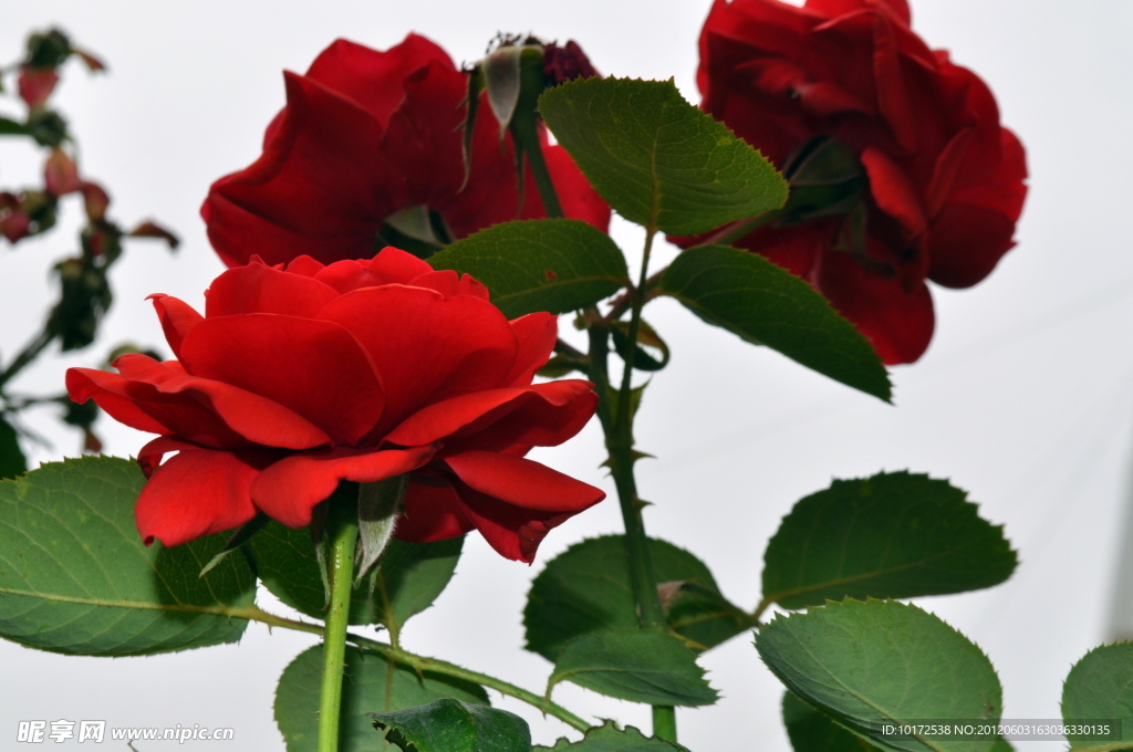 月季花