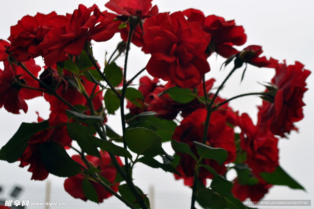 月季花