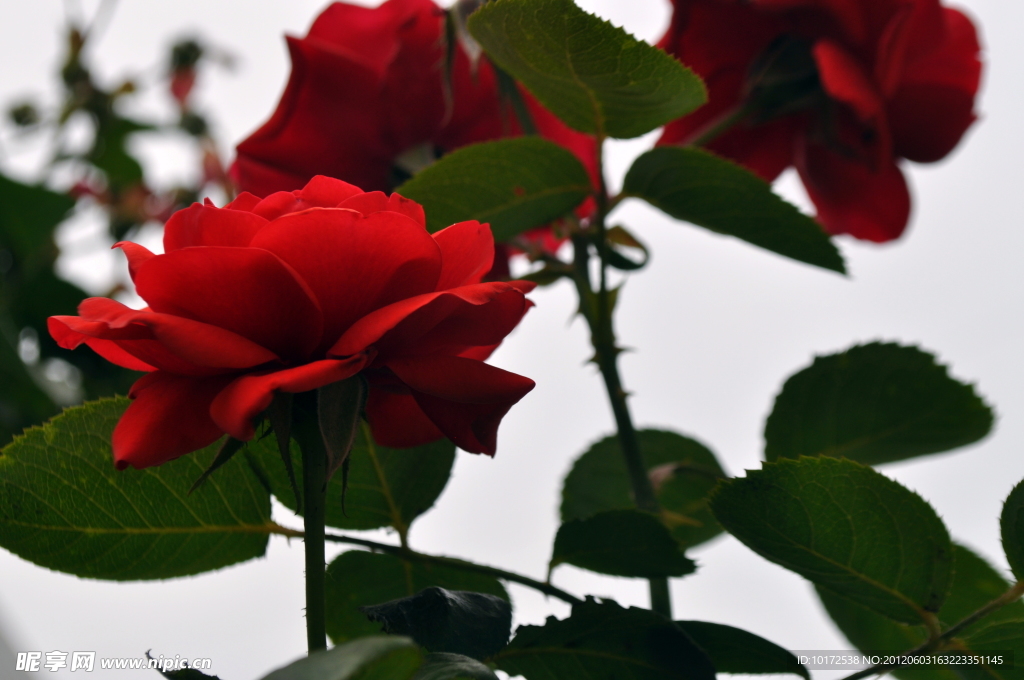 月季花