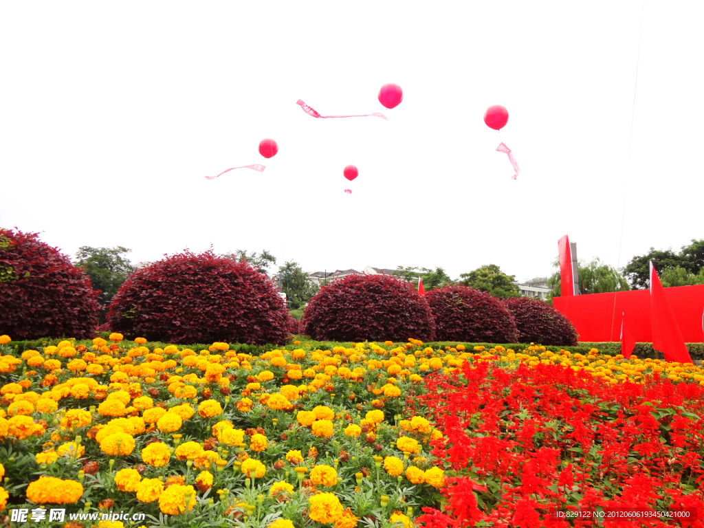 自然风景 花朵