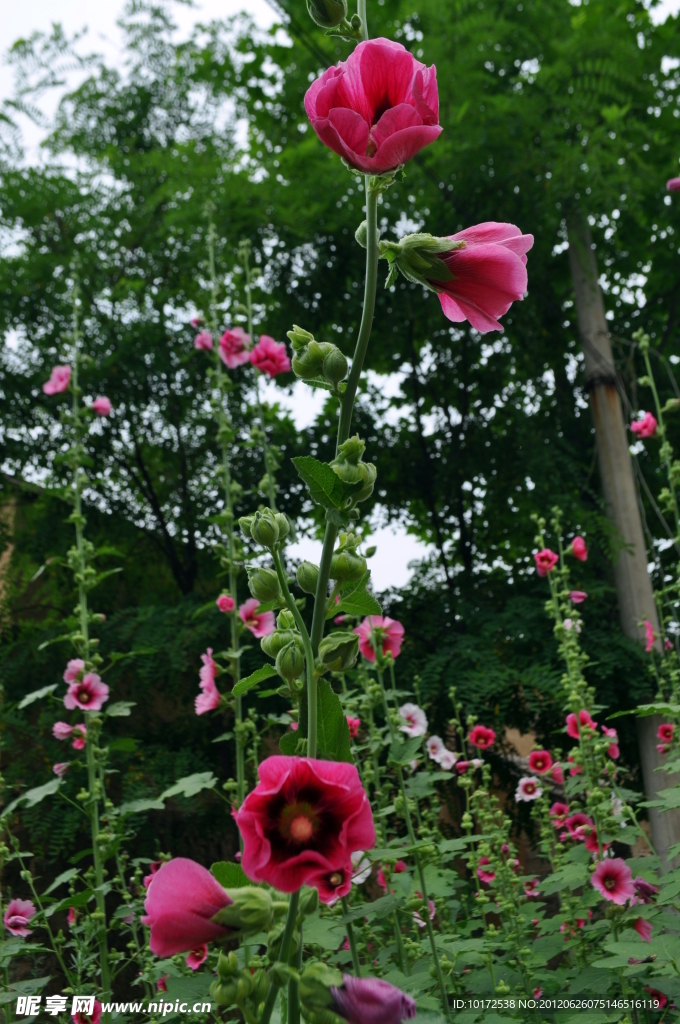 蜀葵