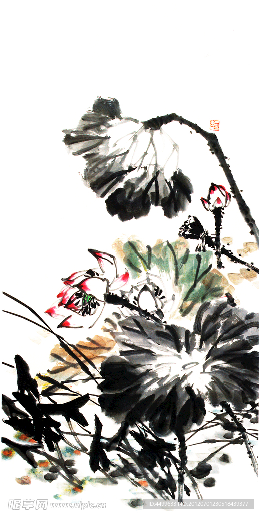 荷花国画