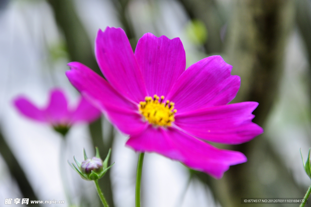 格桑花
