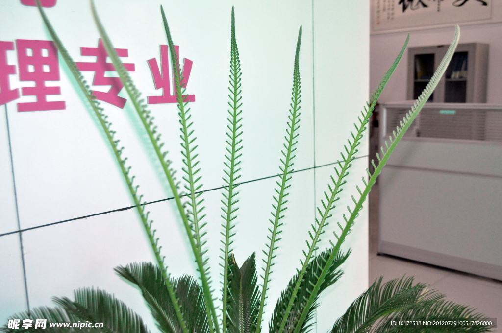 铁树 新芽