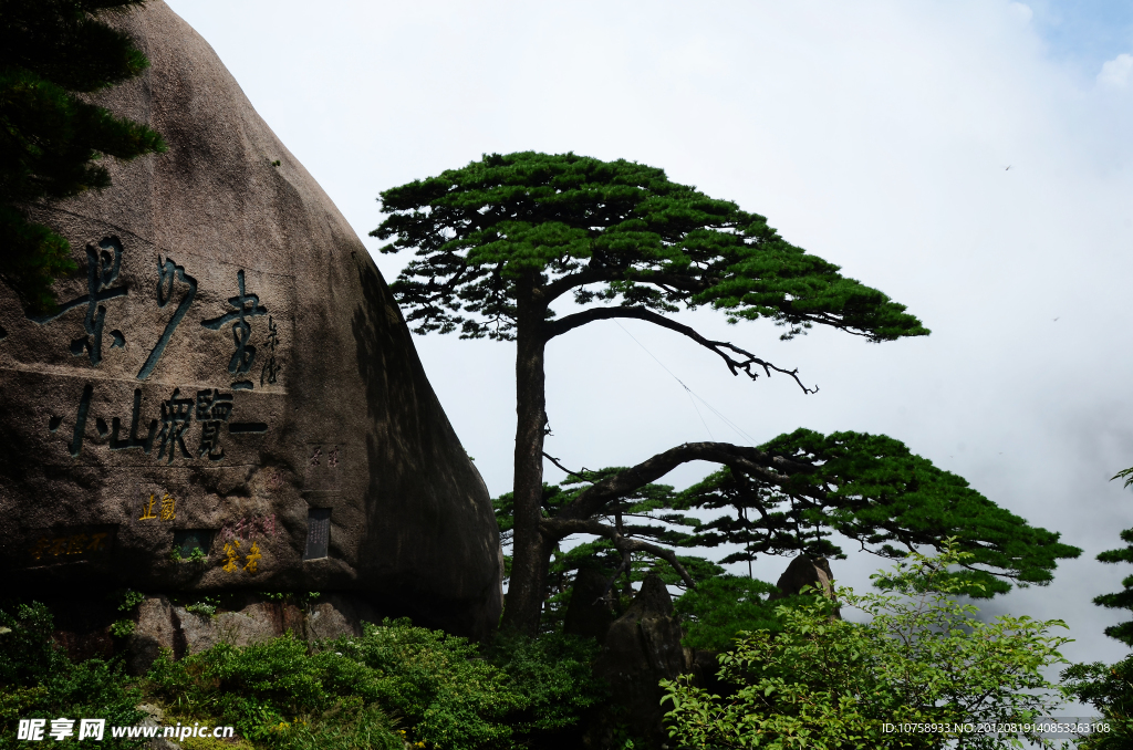 黄山迎客松
