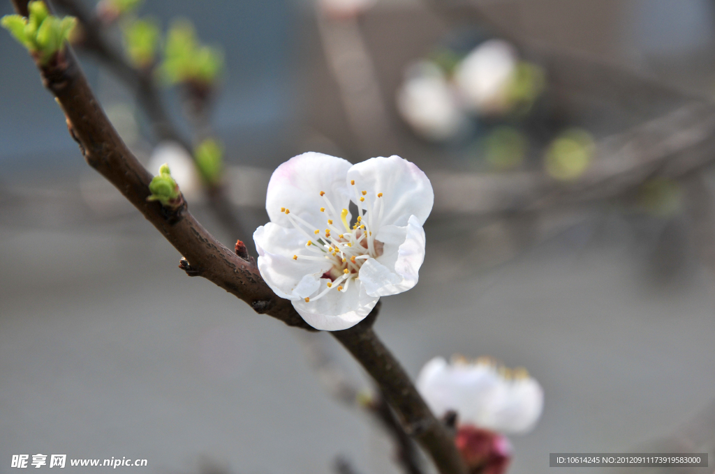 梅花