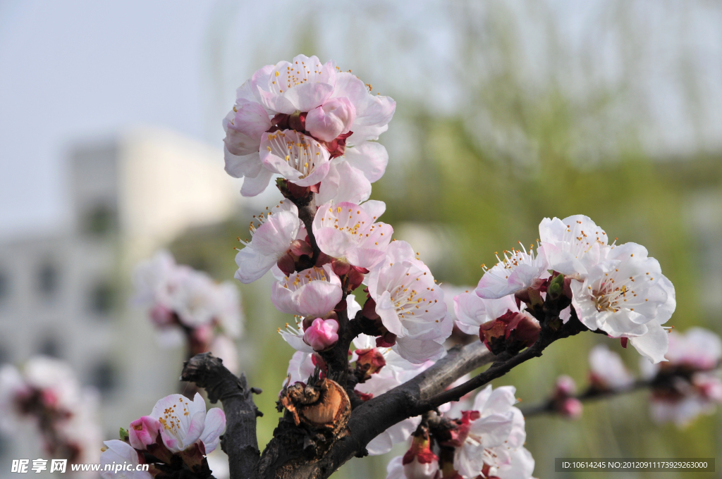 梅花