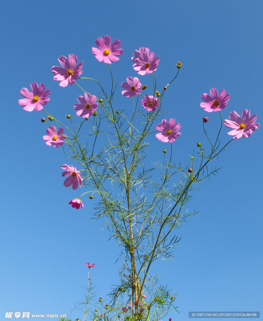 抚顺格桑花