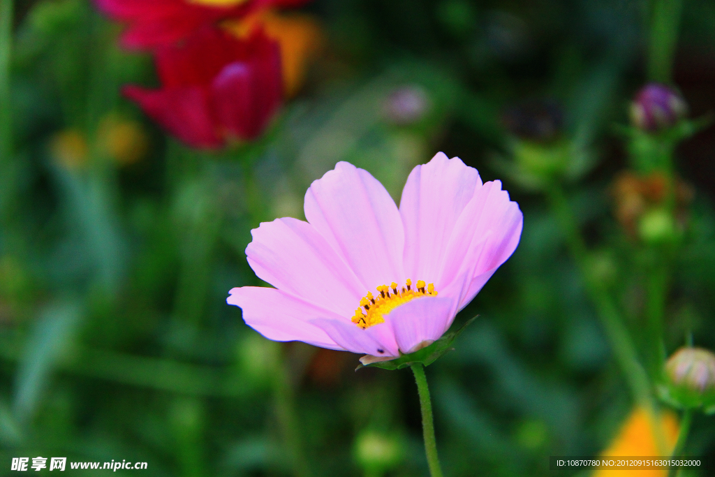 格桑花