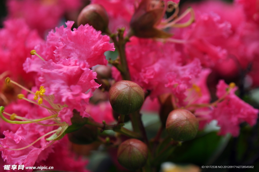 紫薇花