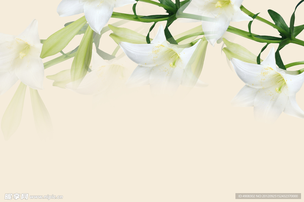 百合花背景