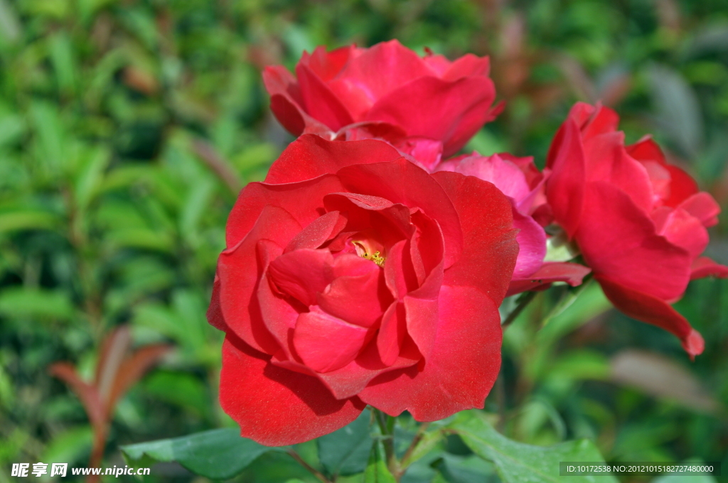 月季花