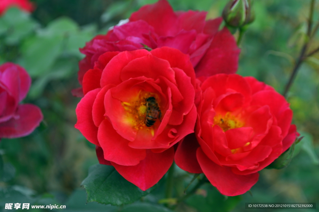 月季花