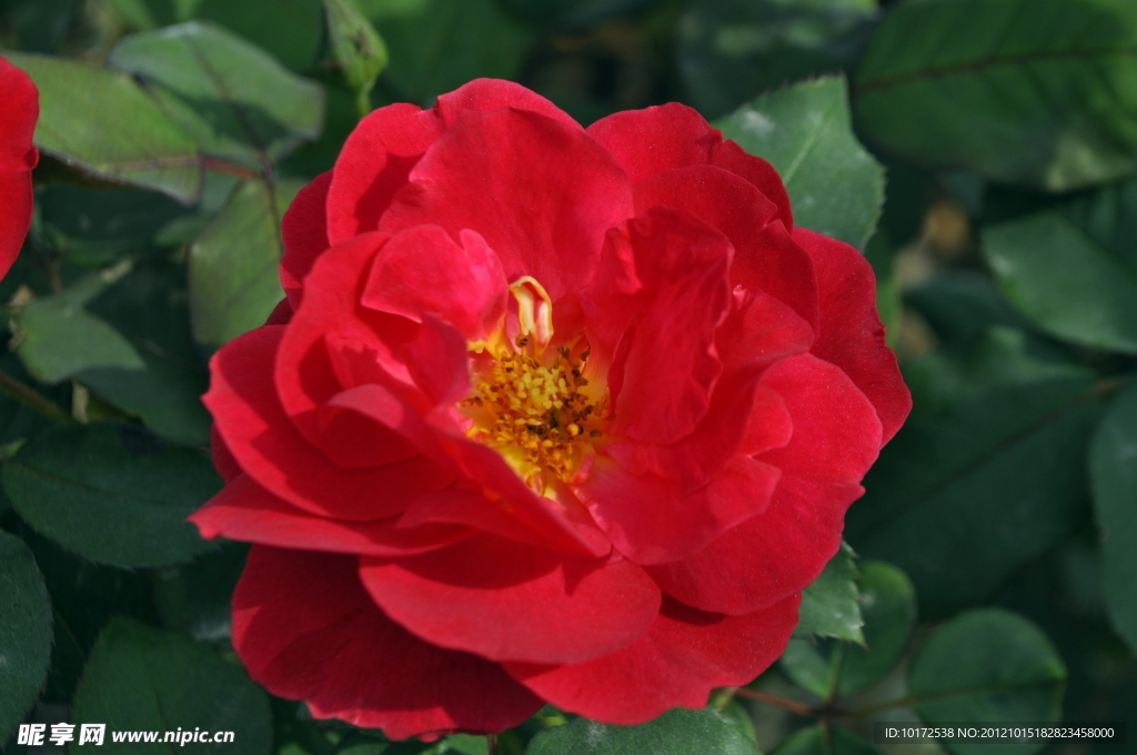 月季花