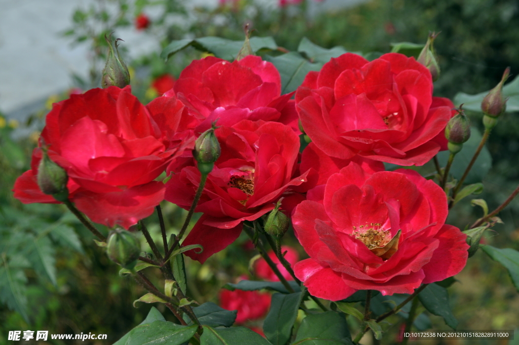 月季花