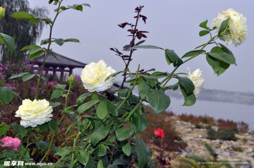 月季花