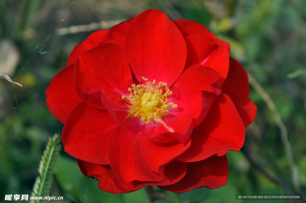 月季花