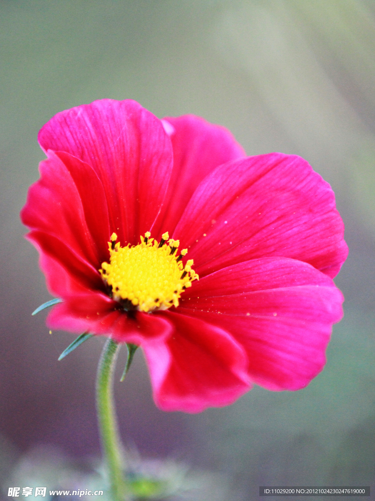 小花