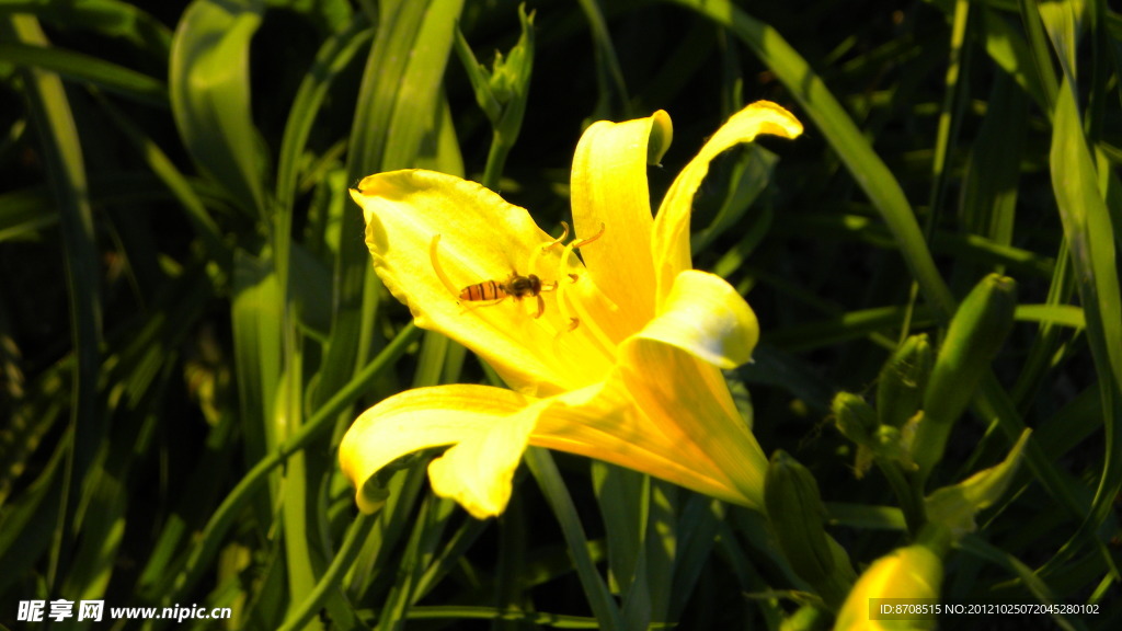 蜜蜂与黄色百合花