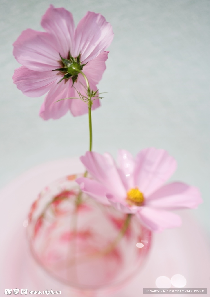 格桑花