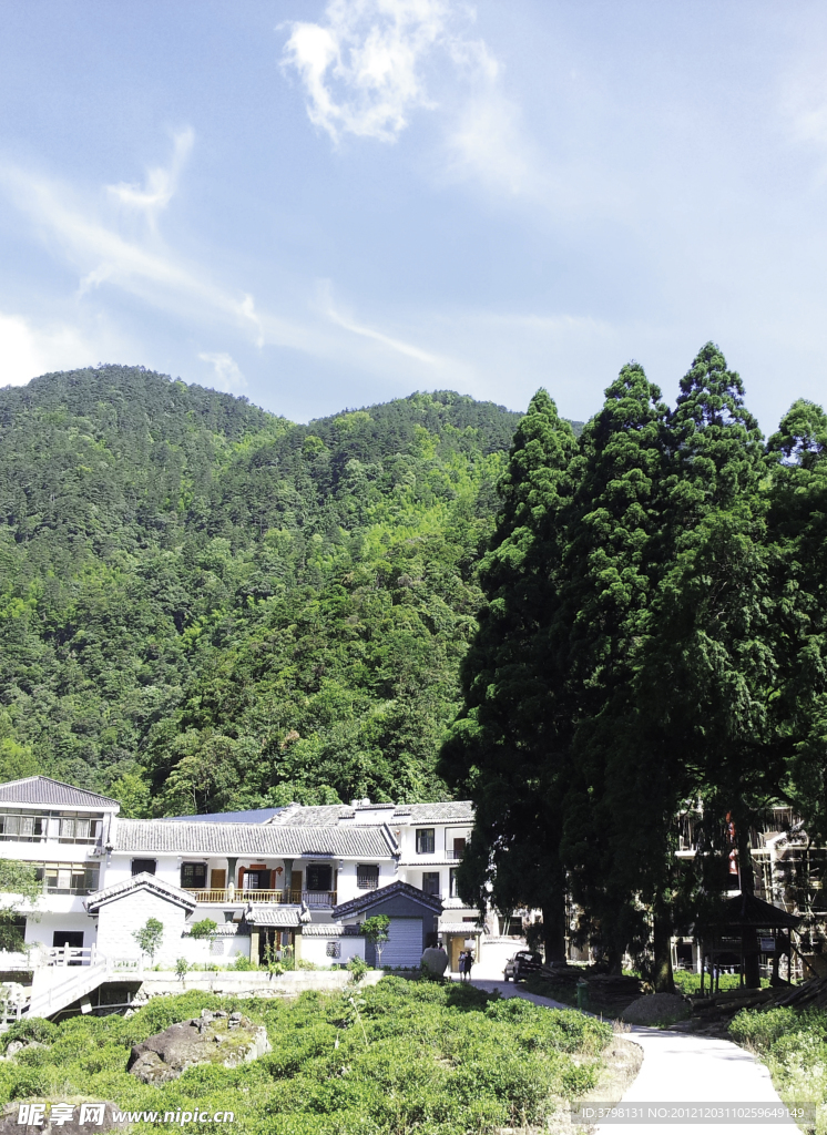 武夷山桐木村