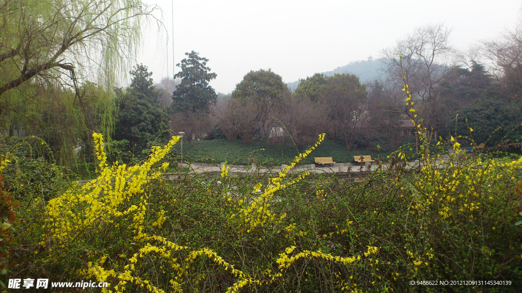 春天风景 迎春花