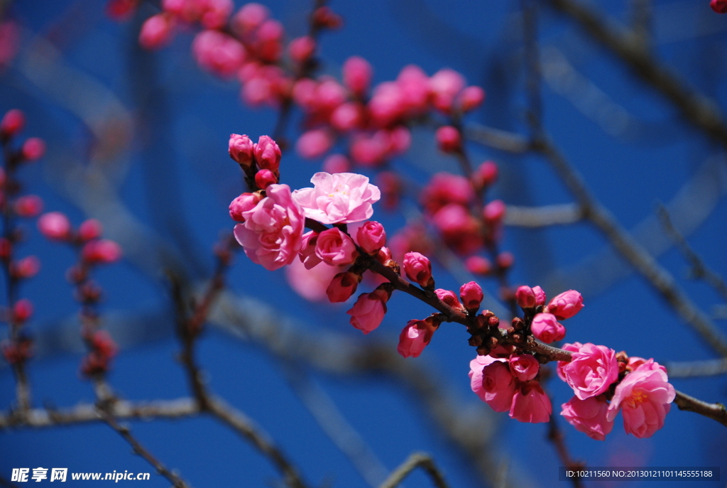 梅花