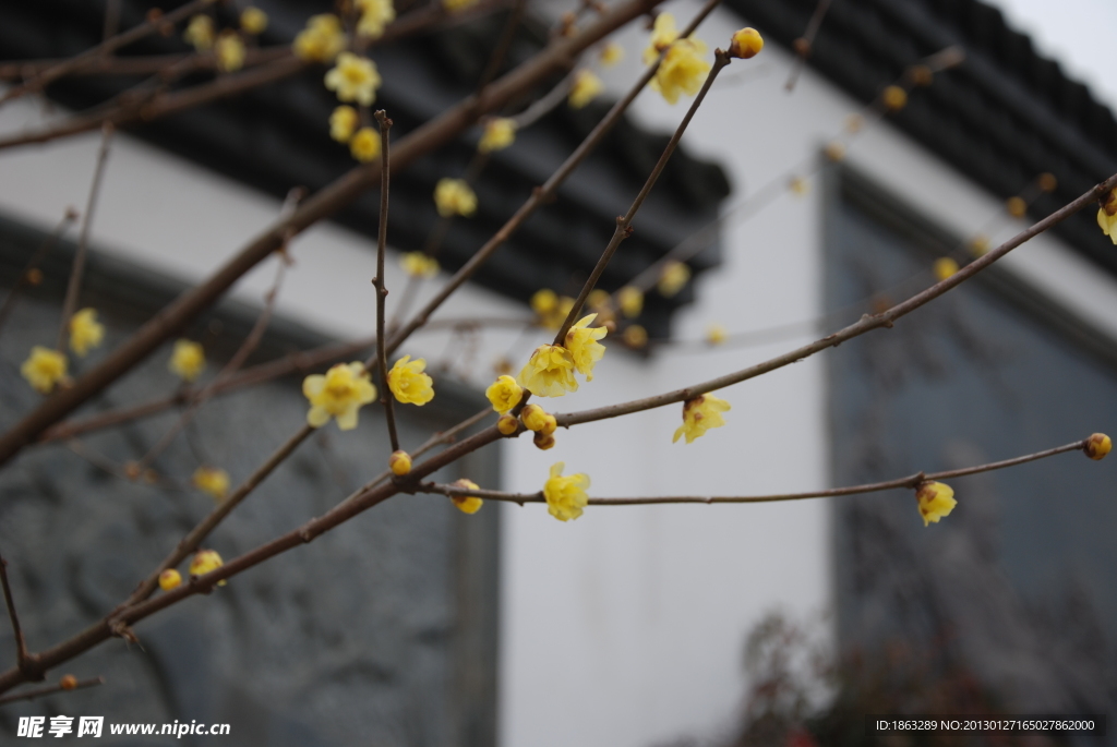 蜡梅花