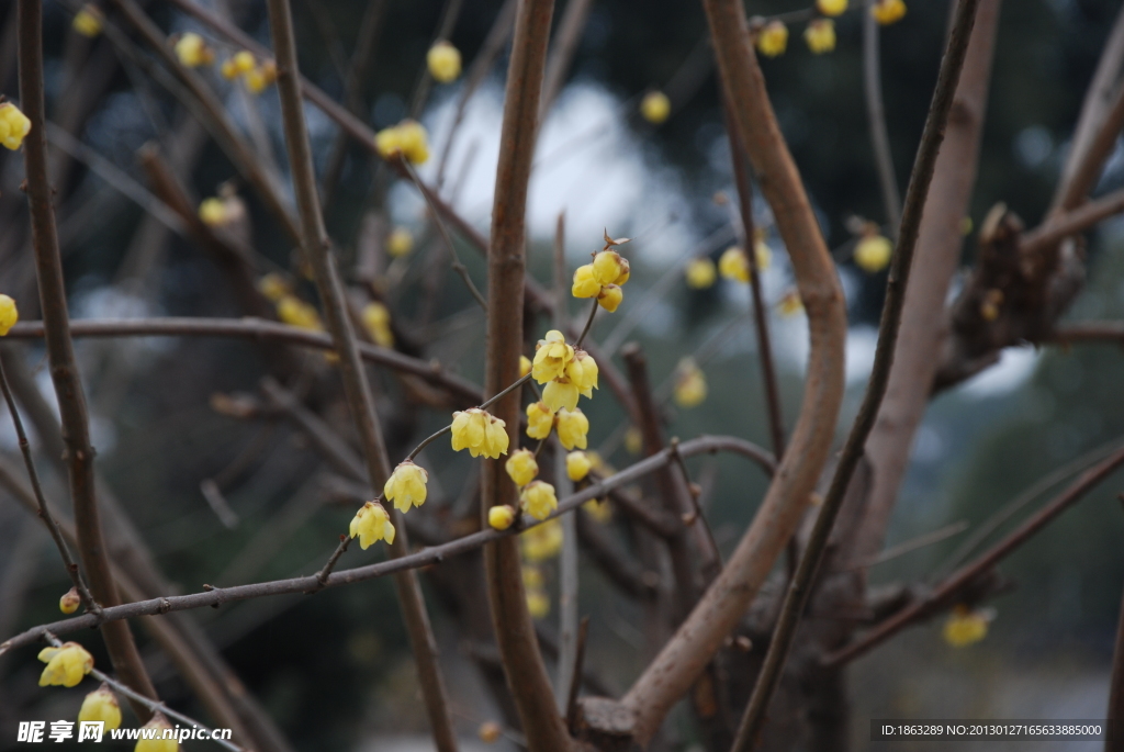 蜡梅花