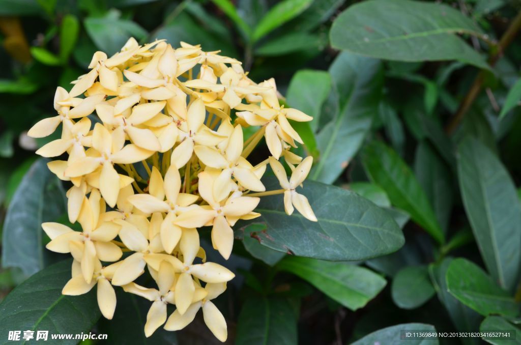 龙船花