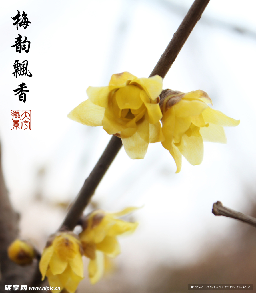 腊梅飘香