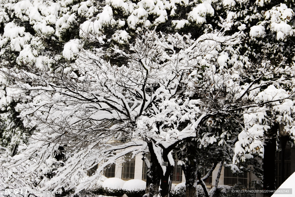雪中腊梅