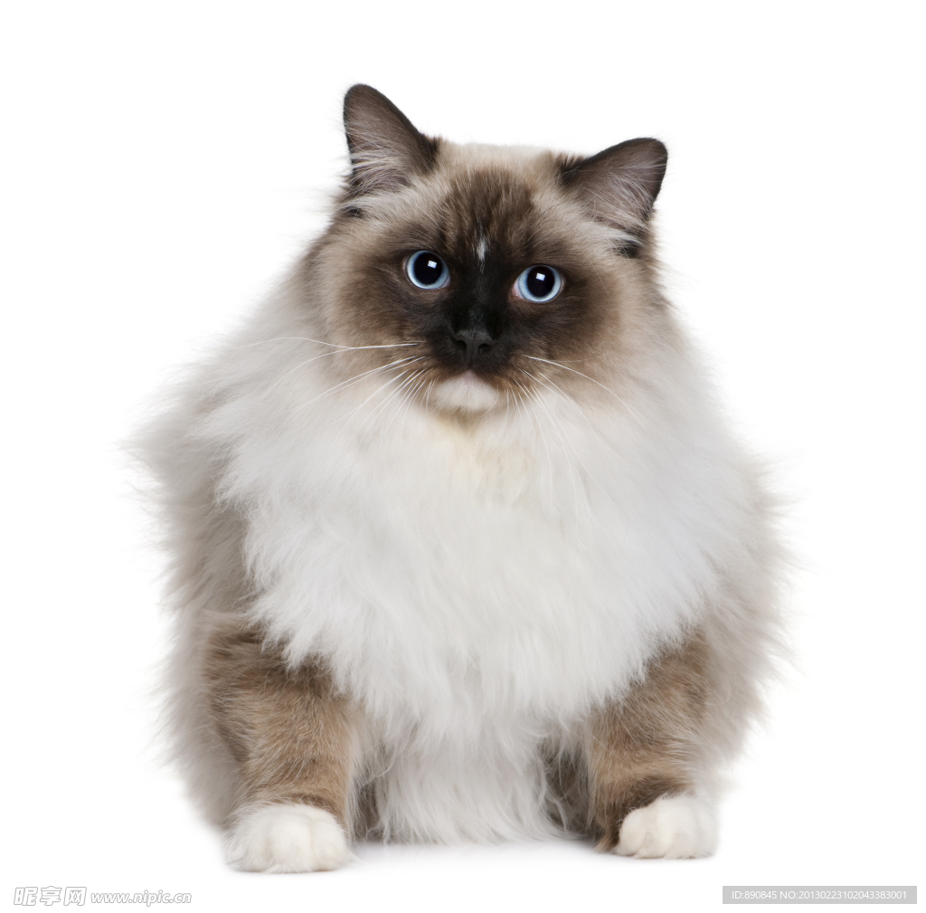 猫咪