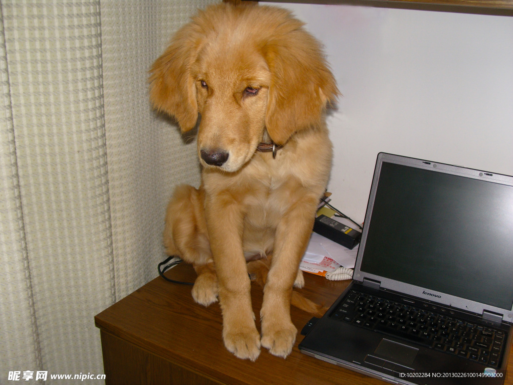 桌子上的金毛犬