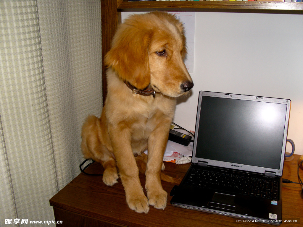 桌子上的金毛犬