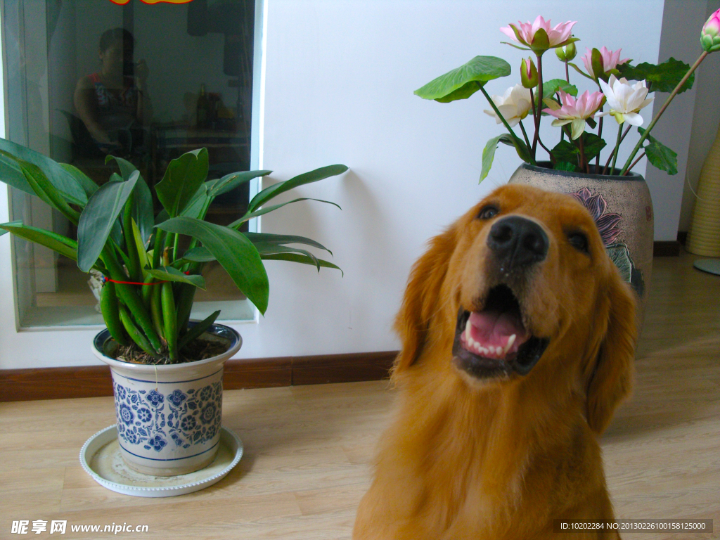 家中的金毛犬