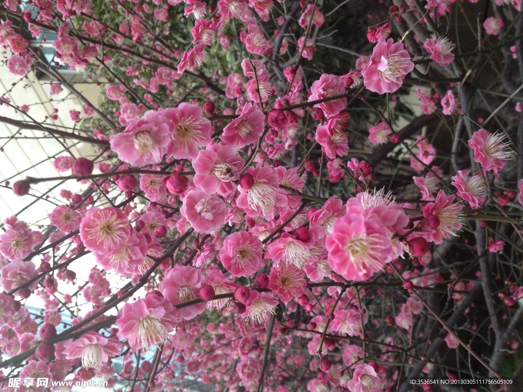 梅花