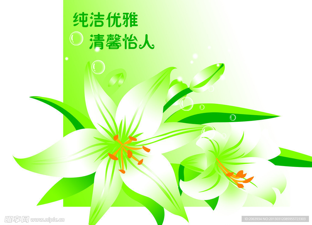 白色百合花