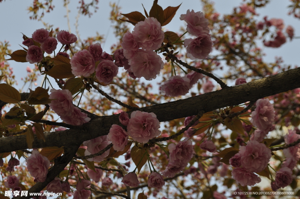 樱花